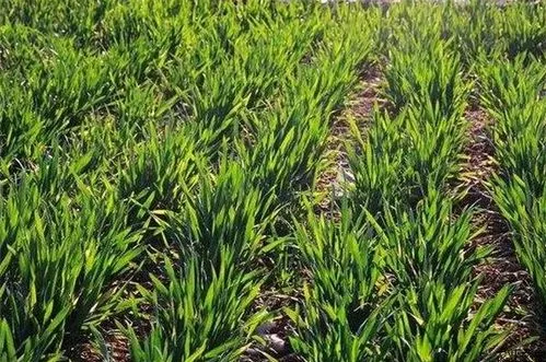 小麥銹病有哪些？