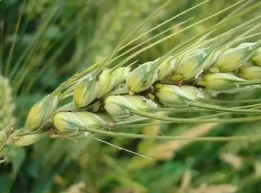 小麥吸漿蟲的發(fā)生