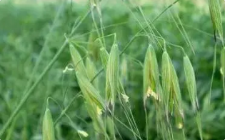 闊葉雜草和禾本科雜草混生的防除