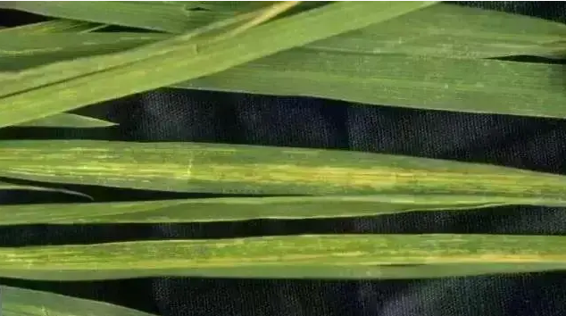 水稻條紋葉枯病的綜合治理