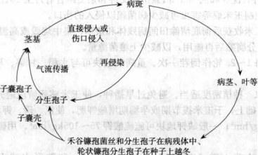 玉米莖基腐病的病害循環(huán)