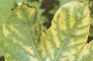 棉花枯萎病的癥狀