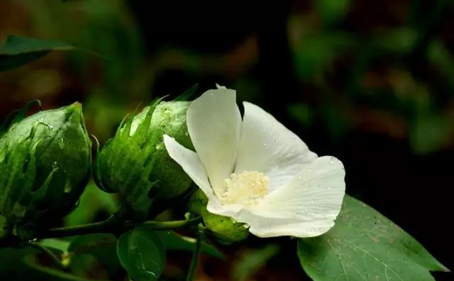 棉鈴病害的綜合冶理
