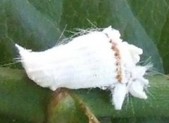 茶小卷葉蛾的特點(diǎn)及防治技術(shù)