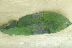 農(nóng)業(yè)植物病理學(xué)的主要研究內(nèi)容