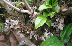 茶樹(shù)種植茶煤病有什么癥狀表現(xiàn),如何防治？ 