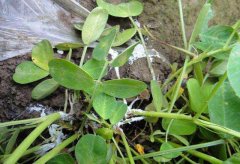 如何防治茶苗白絹??？