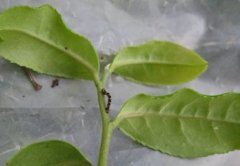 茶用克尺蠖的特性與發(fā)生