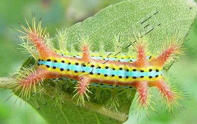 褐刺蛾的發(fā)生規(guī)律