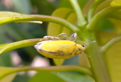 綠鱗象甲的分布與危害