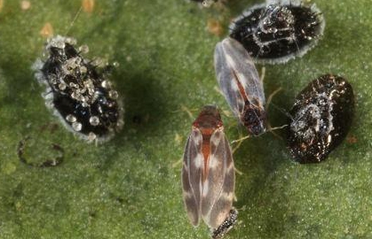 黑刺粉虱的發(fā)生與防治