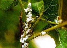 茶綠綿蚧的生活習(xí)性與發(fā)生規(guī)律