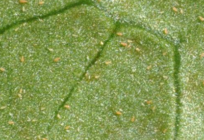 茶橙癭螨的發(fā)生規(guī)律