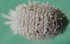 新菠蘿灰粉蚧的特征