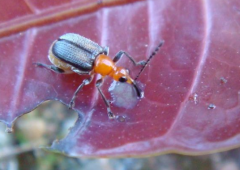 芒果剪葉象甲的習(xí)性