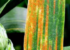 病害科普丨小麥條銹病