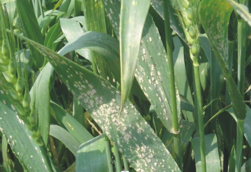 病害科普丨小麥白粉病