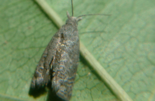 桉小卷蛾的防治方法與測報技術(shù)